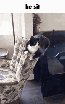Cat He Sit GIF - Cat He Sit Sit GIFs