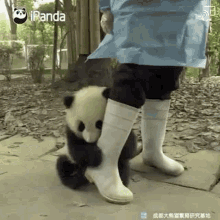 Panda Gifs Tenor