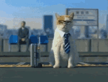Business Cats Funny Animals GIF - Business Cats Funny Animals Working Hard GIFs