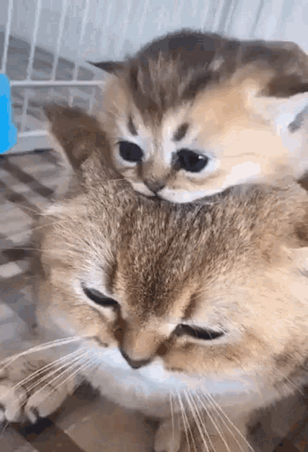 Cat Kitten GIF - Cat Kitten Cute GIFs