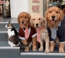 Theres Always One Family Member Who Just Wants No Part Of The Family Photo Dog GIF - Theres Always One Family Member Who Just Wants No Part Of The Family Photo Dog Animals GIFs