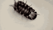 Roly Poly Pill Bug GIF - Roly Poly Roly Poly GIFs