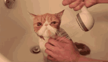 Cat Cat Shower GIF - Cat Cat Shower GIFs