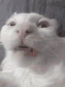 Cathelicopter GIFs | Tenor