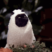 Baa Sheep GIF - Baa Sheep Cat GIFs