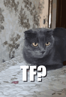 Tf Cat GIF - Tf Cat Reaction GIFs