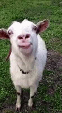 Goat Funny Animals GIF - Goat Funny Animals Tongue GIFs