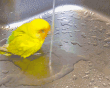 Bird Taking A Bath GIF - Bird Taking A Bath Water GIFs