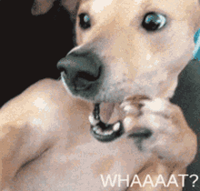 What Shocked GIF - What Shocked Dog GIFs