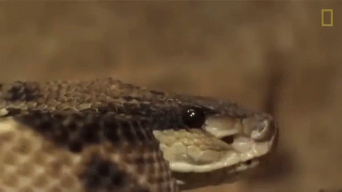 Scary Snake Gif GIFs | Tenor