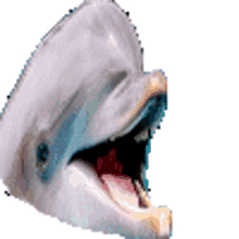 pgc dolphin