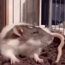 Rat Sleepy GIF - Rat Sleepy Yawn GIFs