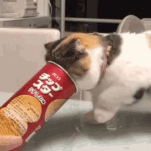 Cat Pringles GIF - Cat Pringles Pringle GIFs