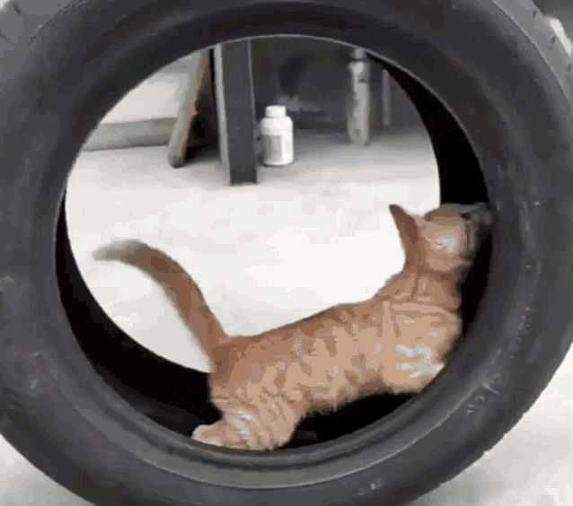 cat-tire-cat-rollin.gif