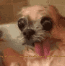 Ugly Dog Tongue Out GIF - Ugly Dog Tongue Out Do You Like Pretty Puppy GIFs