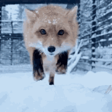 fox bite attack snow fox bite attack snow