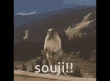 Souji Scream GIF - Souji Scream Animal GIFs
