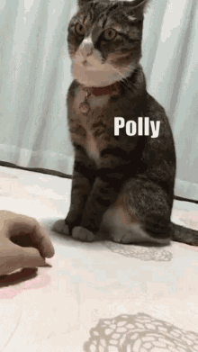Polly Paulina English Osk Sigurdsson GIF - Polly Paulina English Osk Sigurdsson Polly Osk GIFs