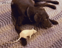 Rat Dog GIF - Rat Dog Food GIFs