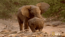 fighting elephant vs rhino animal fight night world rhino day quarreling mortal enemies