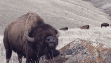 Bison Buffalo GIF - Bison Buffalo GIFs