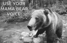 Mama Bear Roar GIF - Mama Bear Roar Bear GIFs