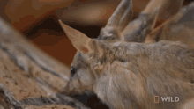 Sniffing National Geographic GIF - Sniffing National Geographic Meet The Bilby Of Taronga Zoo GIFs