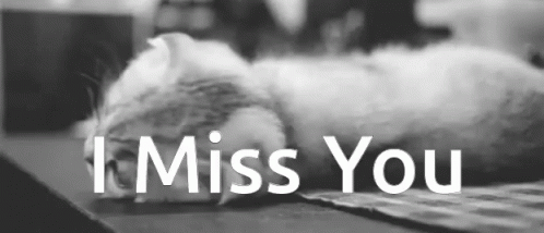 Cat Miss You GIF - Cat Miss You Cute - Discover & Share GIFs.