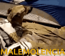 malemoncia doggo