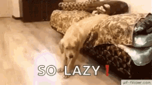 Labrador Retriever Dog GIF - Labrador Retriever Labrador Retriever GIFs