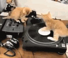 Funny Animals Cute GIF - Funny Animals Cute Kittens GIFs