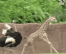 Chased By Ostrich This Is Happening GIF - Chased By Ostrich This Is Happening Giraffe Running Away GIFs