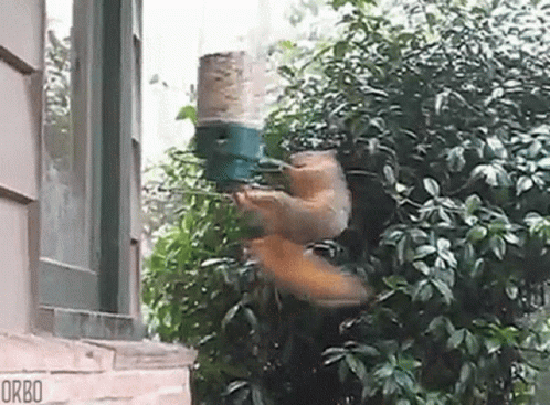 Wee Spin GIF - Wee Spin Squirrel GIFs