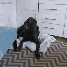 baby get out dog bedtime steal dog bed