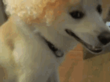 被り物　犬　いぬ　アフロ GIF - Hats Dog Afro GIFs