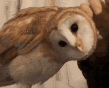 Owl Pet GIF - Owl Pet Turn Head GIFs