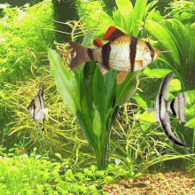 aquarium tiger barbs angel fish 3d gifs artist tropical fish