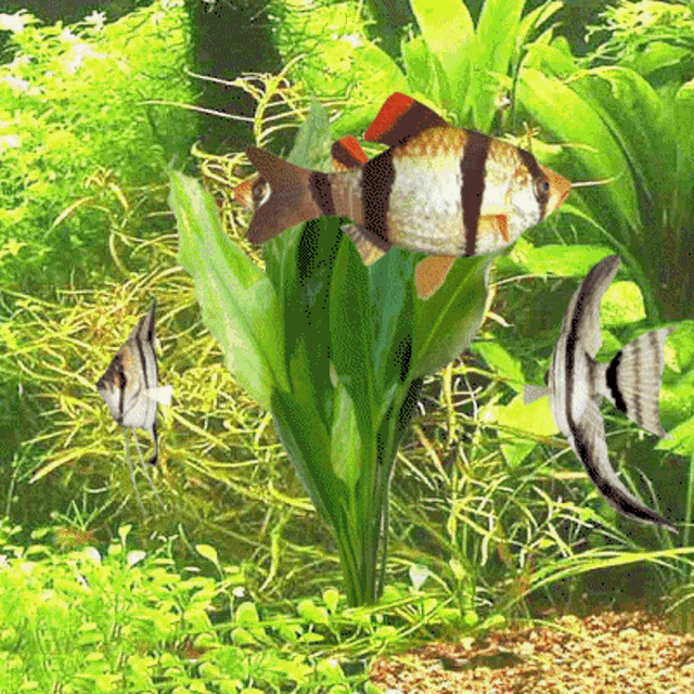 Aquarium Tiger Barbs GIF - Aquarium Tiger Barbs Angel Fish - Descubre &  Comparte GIFs