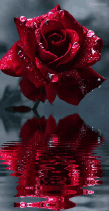 Rosa Roja GIF - Rosa Roja Flower GIFs