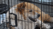 Dogs And Cats Are Being Reunited With Their Owners After A Tornado Tore Through Moore, Okla. GIF - Dog Dog In A Cage Lonely GIFs