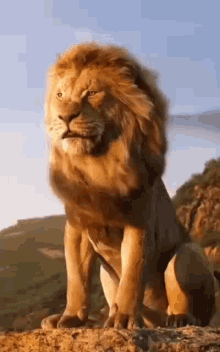 Lion King Animal GIF - Lion King Lion Animal GIFs