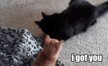 Cat I Got You GIF - Gotyou Gotcha Igotyou GIFs