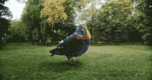 piccione little big dance pigeon ballo