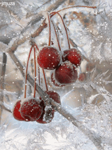 Winter Cherry GIF - Winter Cherry GIFs