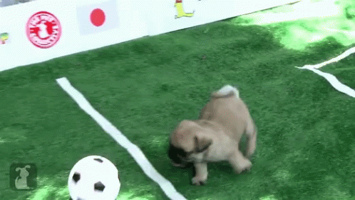 [Image: pugs-playing-soccer.gif]