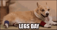 Gettin The Daily Workout In GIF - Legs Day Corgi Funny Dog GIFs