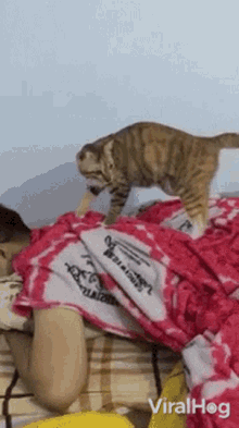 Cat Massaging Viralhog GIF - Cat Massaging Viralhog Cat GIFs