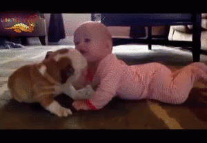 嬉しそう うれしそう 犬 赤ちゃん 舐める Gif Happy Cute Dog Discover Share Gifs