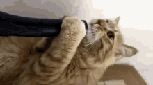 Cat Vs Vacuum Cleaner GIF - Cat Cute Vacuum GIFs