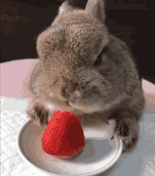 hungry rabbit